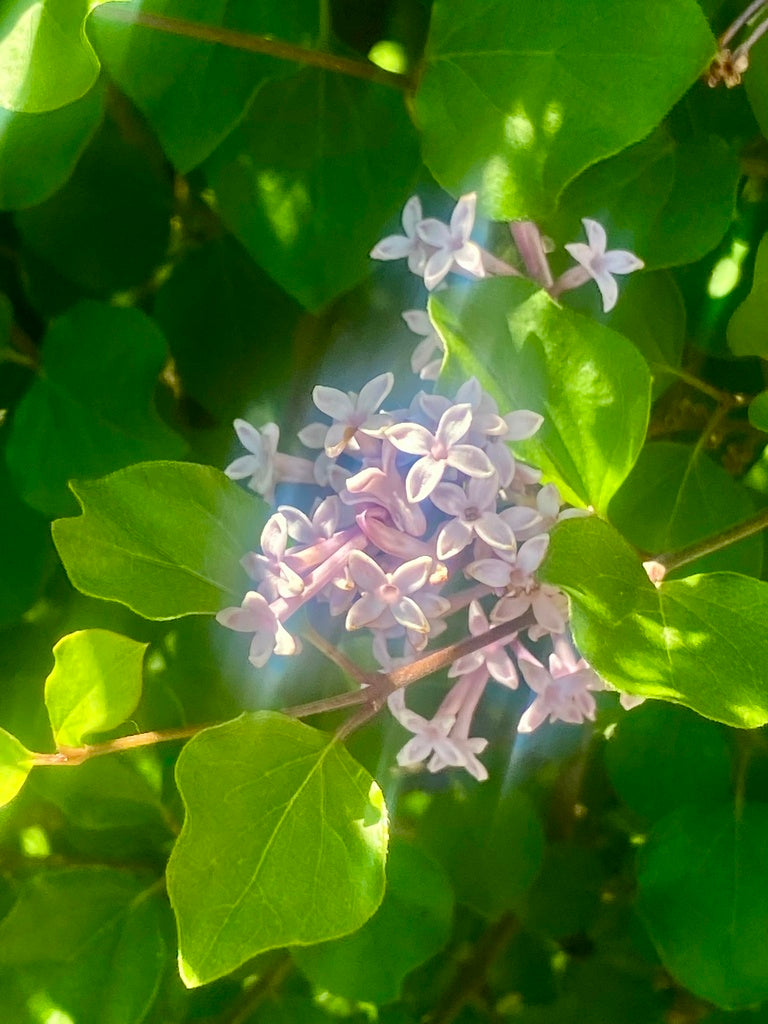 Lilac &