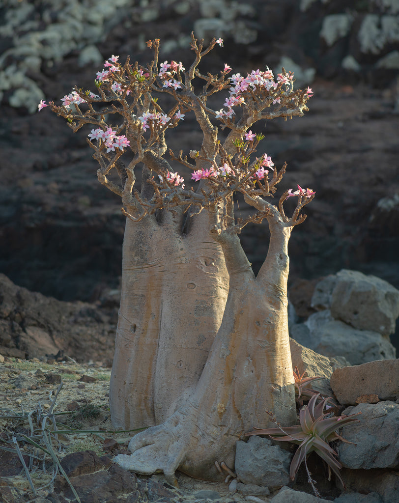 8" Adenium Desert Rose plant photo