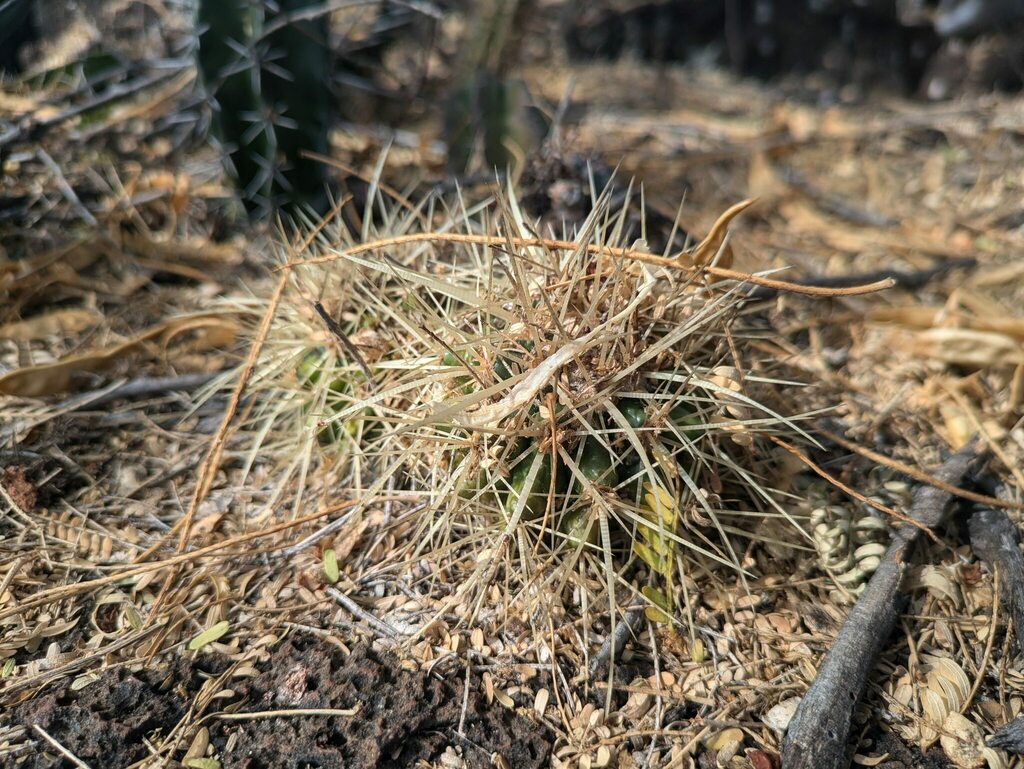 6in Golden barrel cactus product photo
