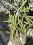 4" Sansevieria Bonji plant photo