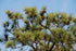 Pine &