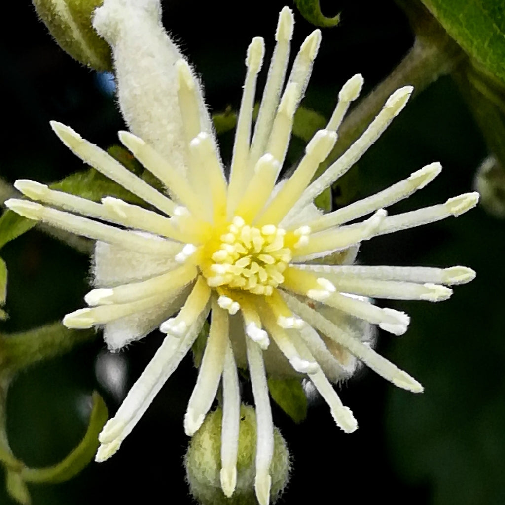 Clematis &