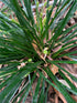 Carex Evergold Variegated Sedge 1qt plant photo