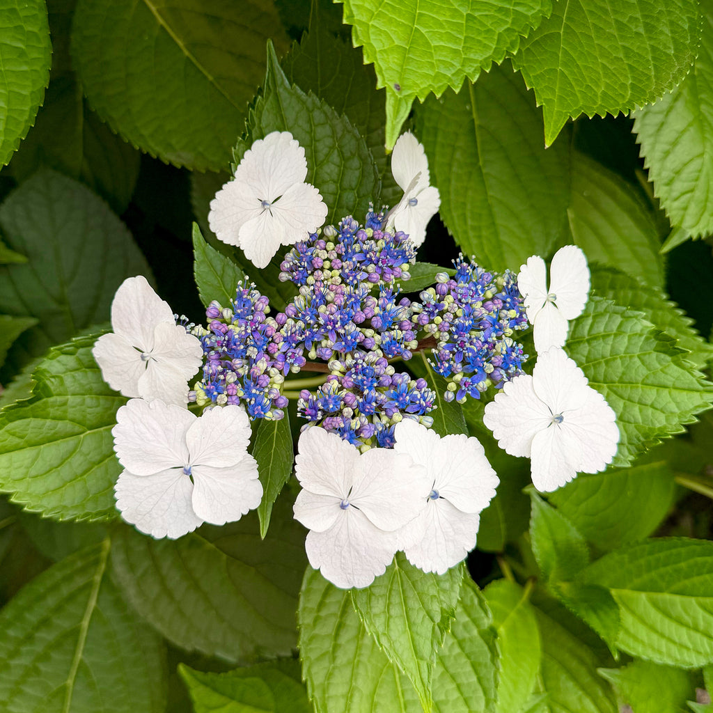 Hydrangea &