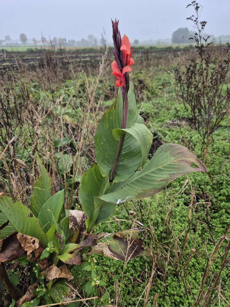 1G Canna plant photo