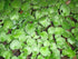 4" African Violet Rare plant photo