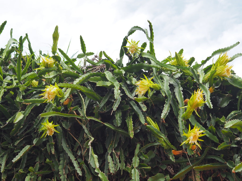 6" Dragon Fruit plant photo
