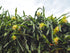 6" Dragon Fruit plant photo