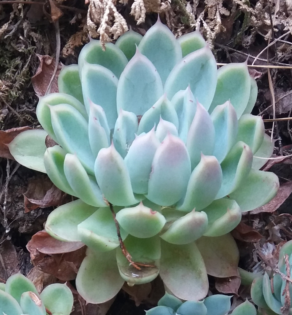 8" Succulent plant photo