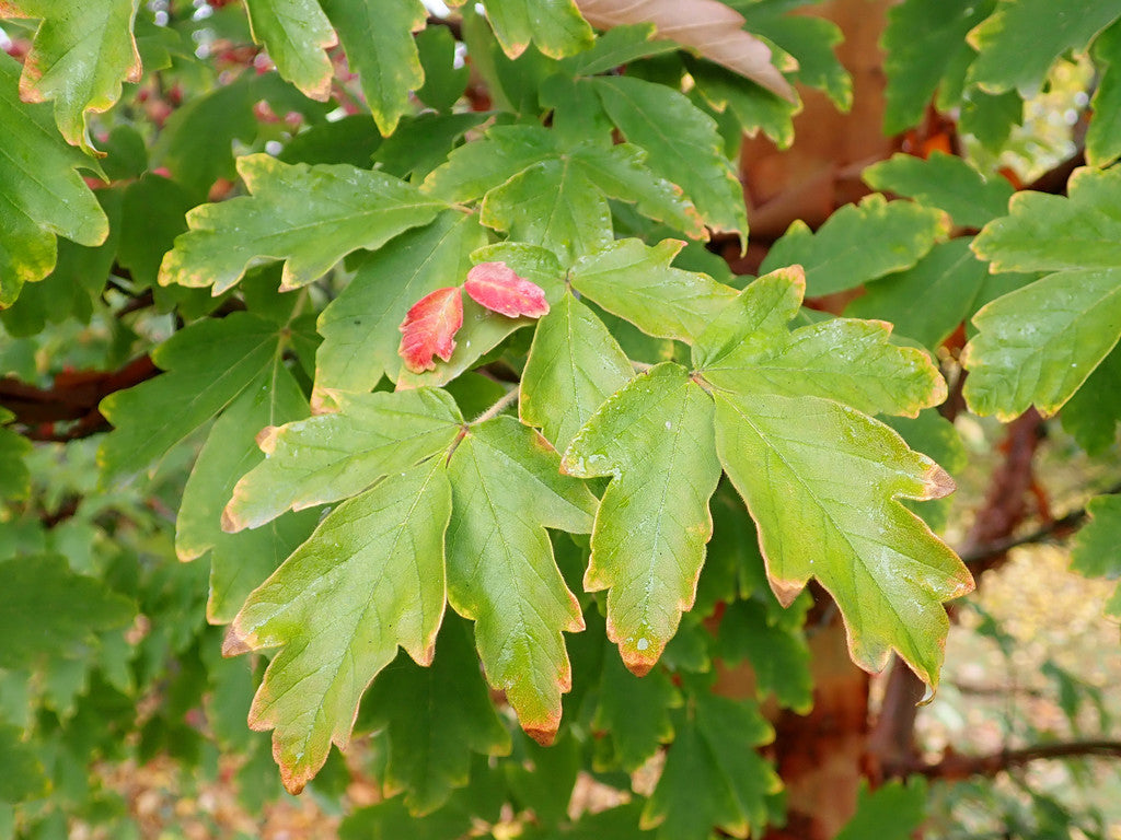 Maple &