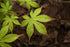Japanese Maple &