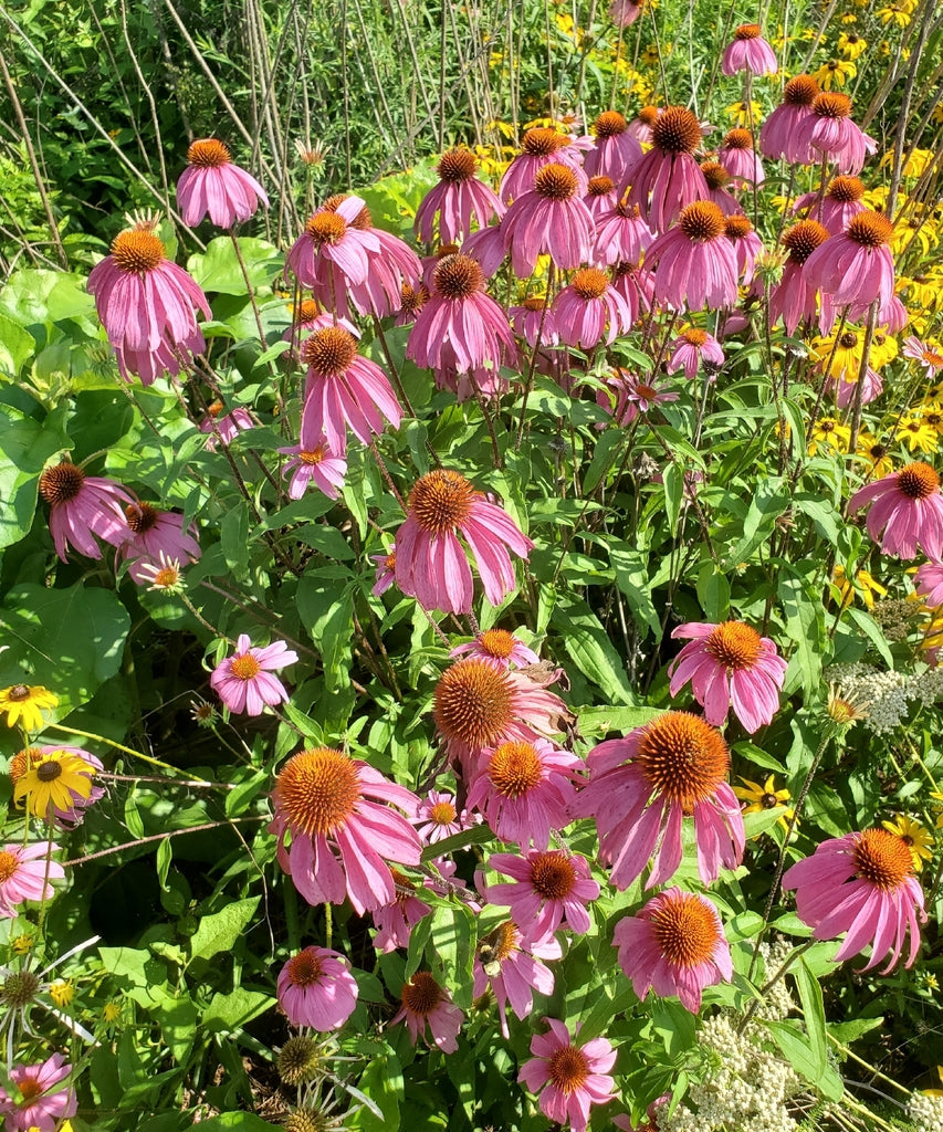 1 GAL Perennial $26.99 plant photo