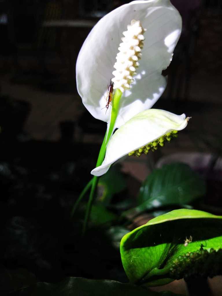 6" Spathiphyllum Pico plant photo
