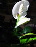 6" Spathiphyllum Pico plant photo