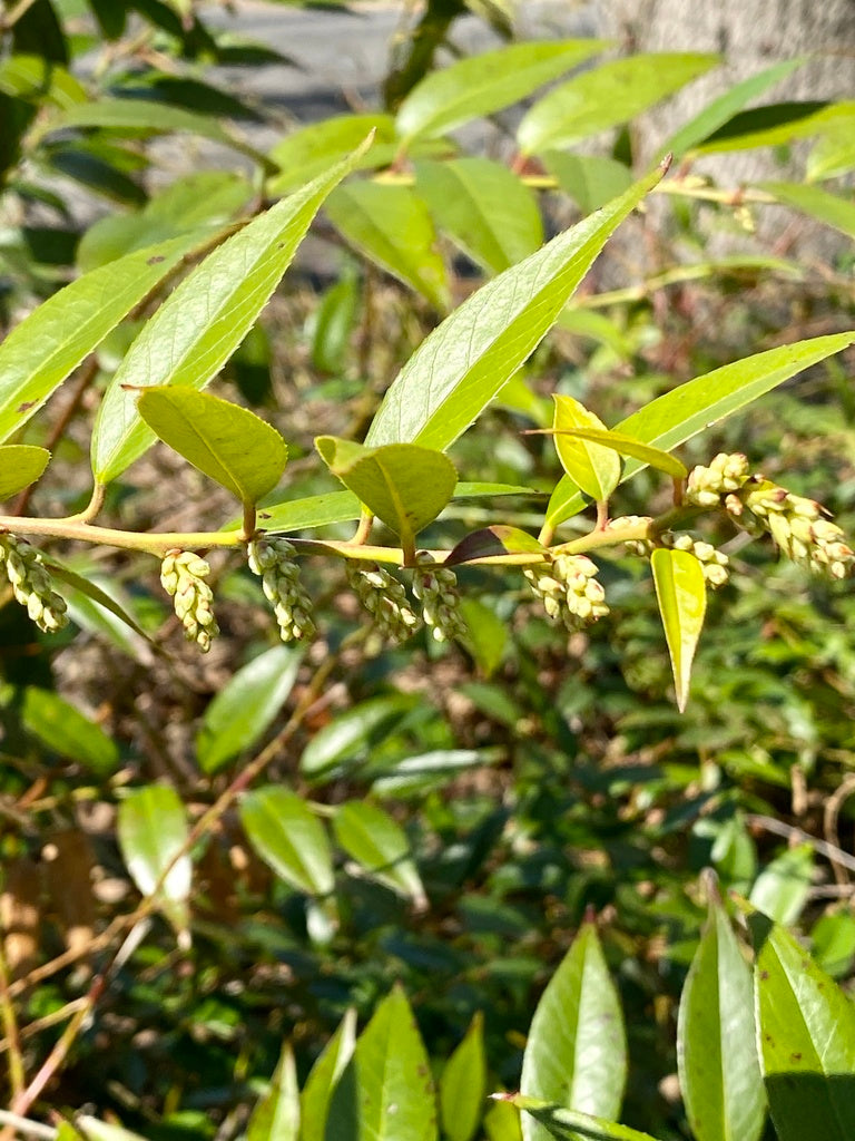 Leucothoe "Rainbow" 