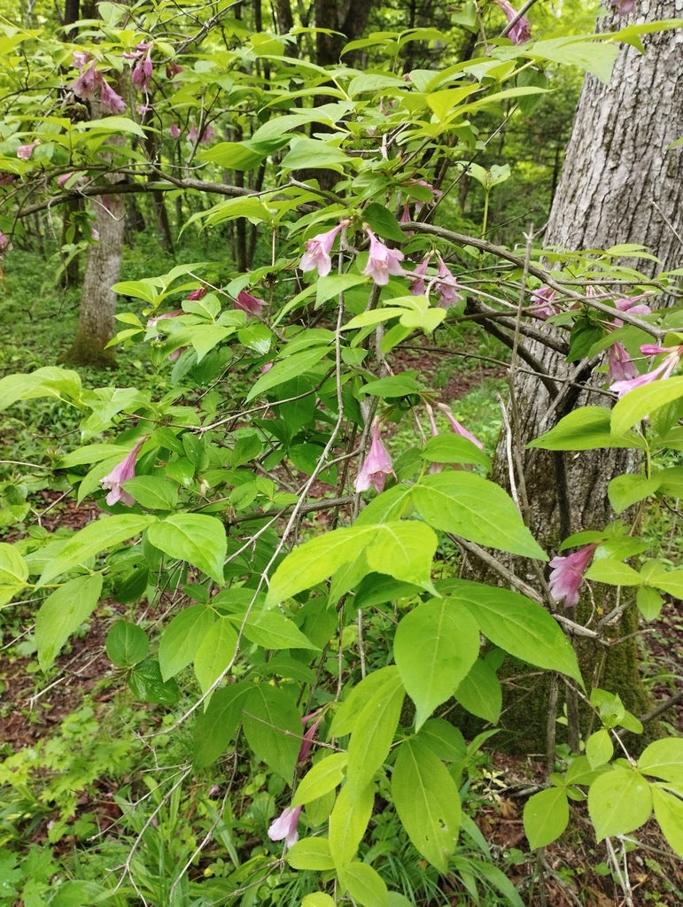 Weigela &