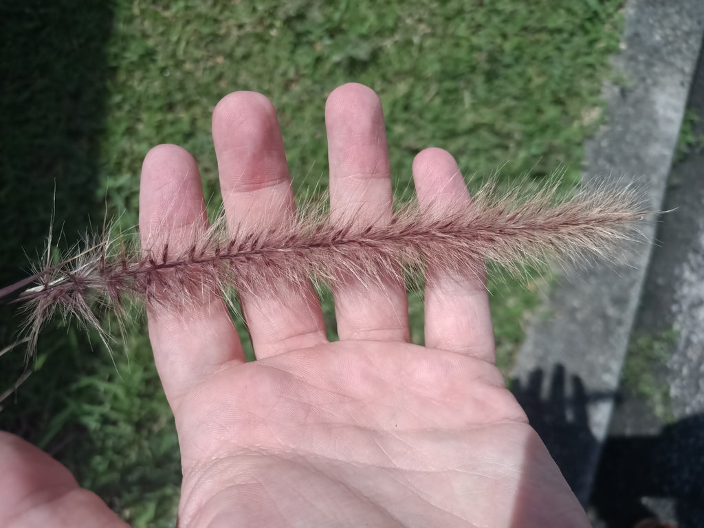 Purple Fountain Grass 6" plant photo