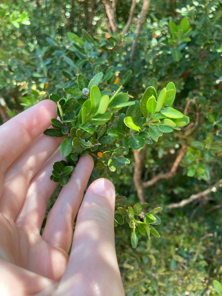 Boxwood &
