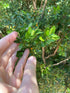Boxwood &