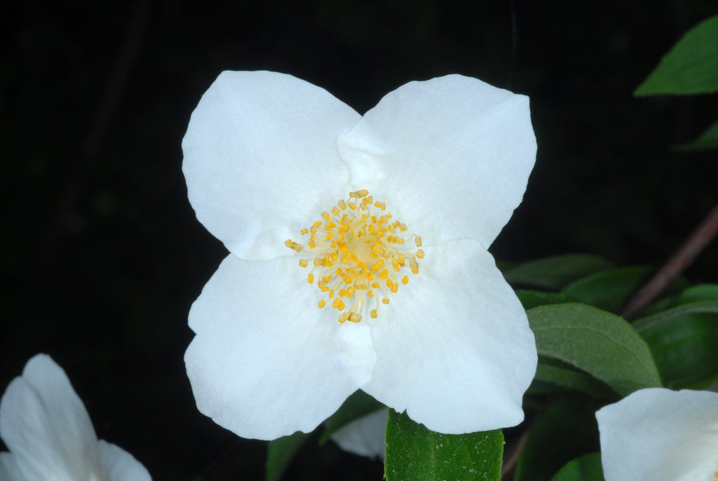 Pearls of Perfume Mockorange 