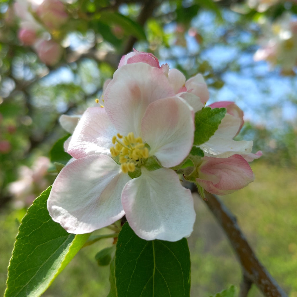 Yellow Delicious Tree 