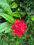 6" Ixora Maui plant photo