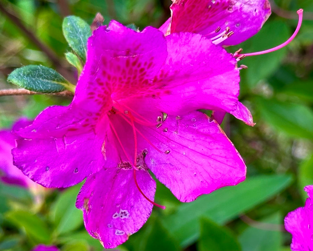 Azalea &