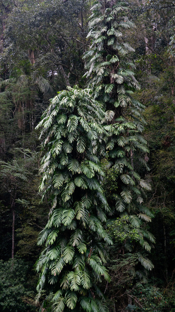 4" Rhaphidophora plant photo