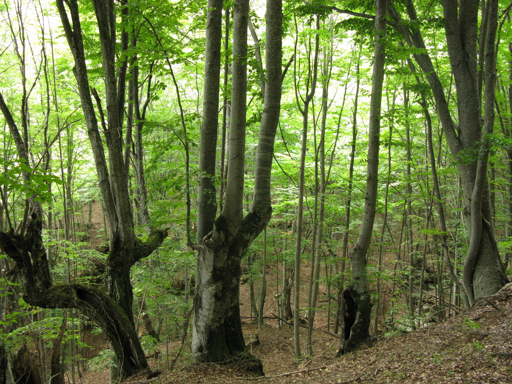 Beech &
