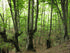 Beech &