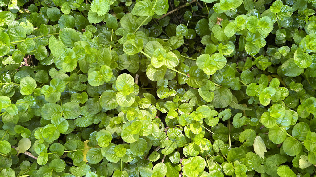 Ground Cover 6 pack plant photo