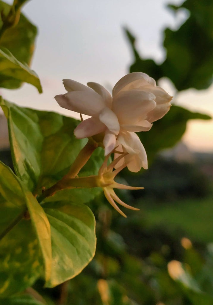 6" Jasmine Bell of India plant photo