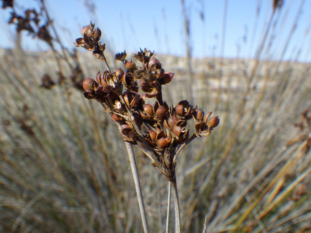Big Twister Juncus 1 QT plant photo