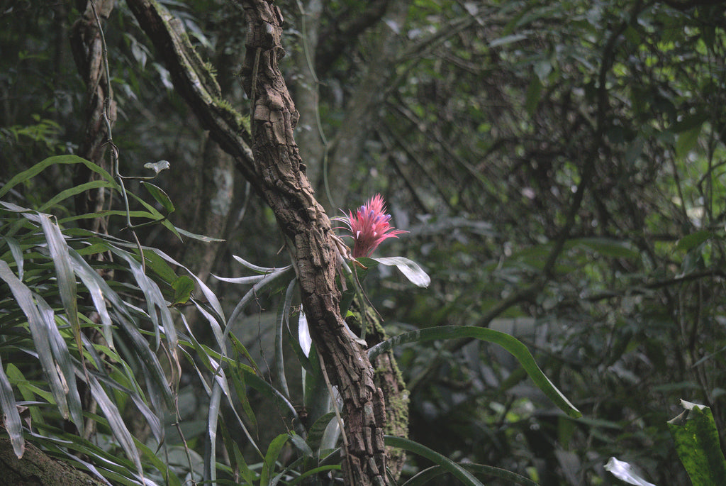 5" Bromeliad Aechmea Fasciata Primeva plant photo