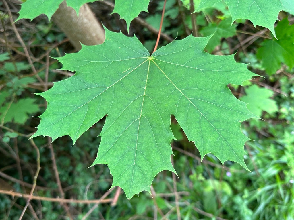 Maple &