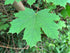 Maple &