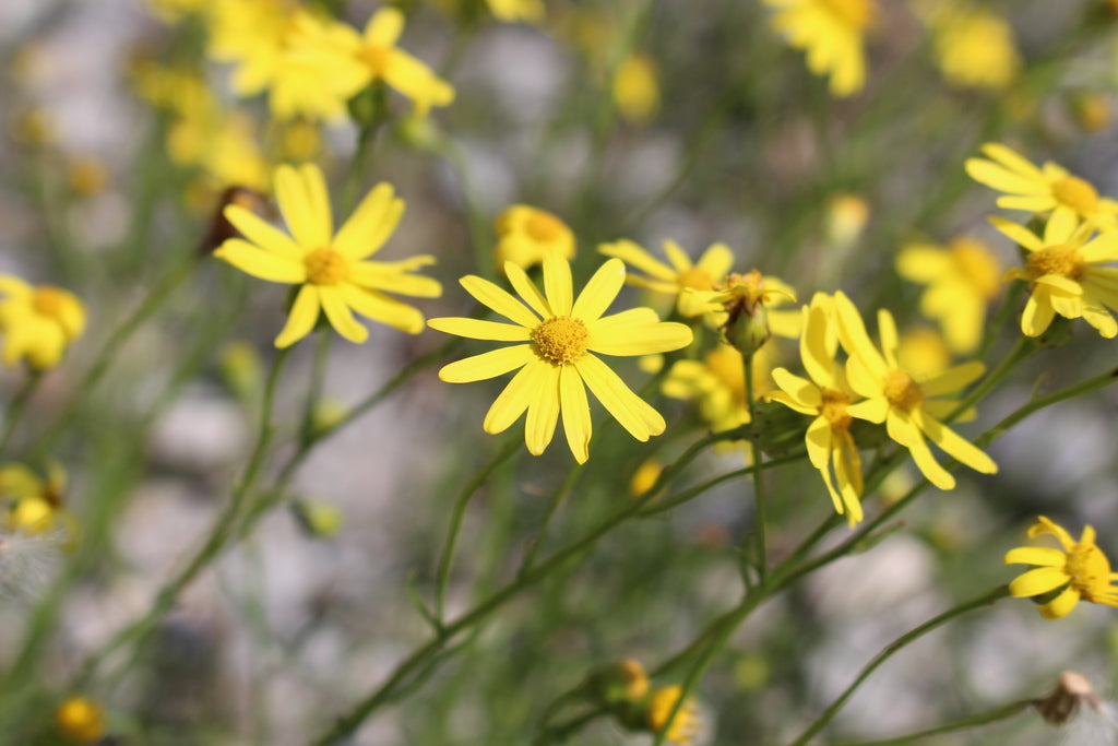 6" Senecio plant photo