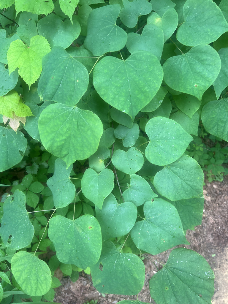 Redbud &
