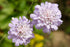 Pincushion Flower &