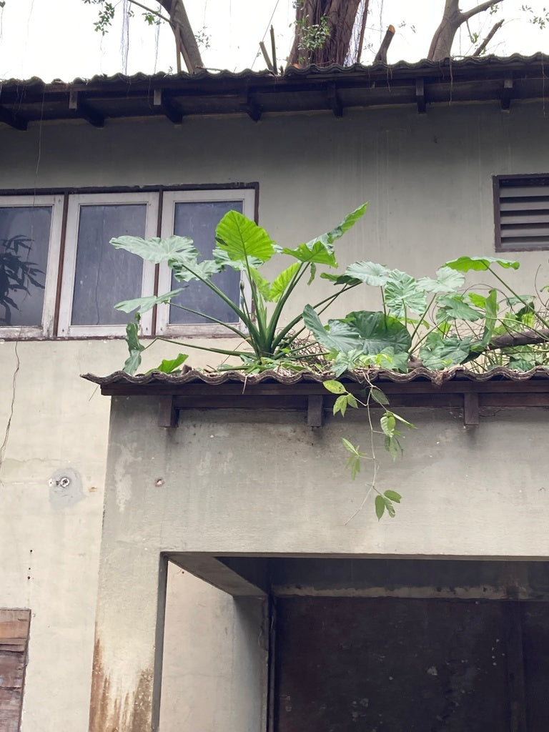 4" Alocasia Odora Batik plant photo
