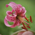 Lillium Asiatic Tiny Ghost 19cm plant photo