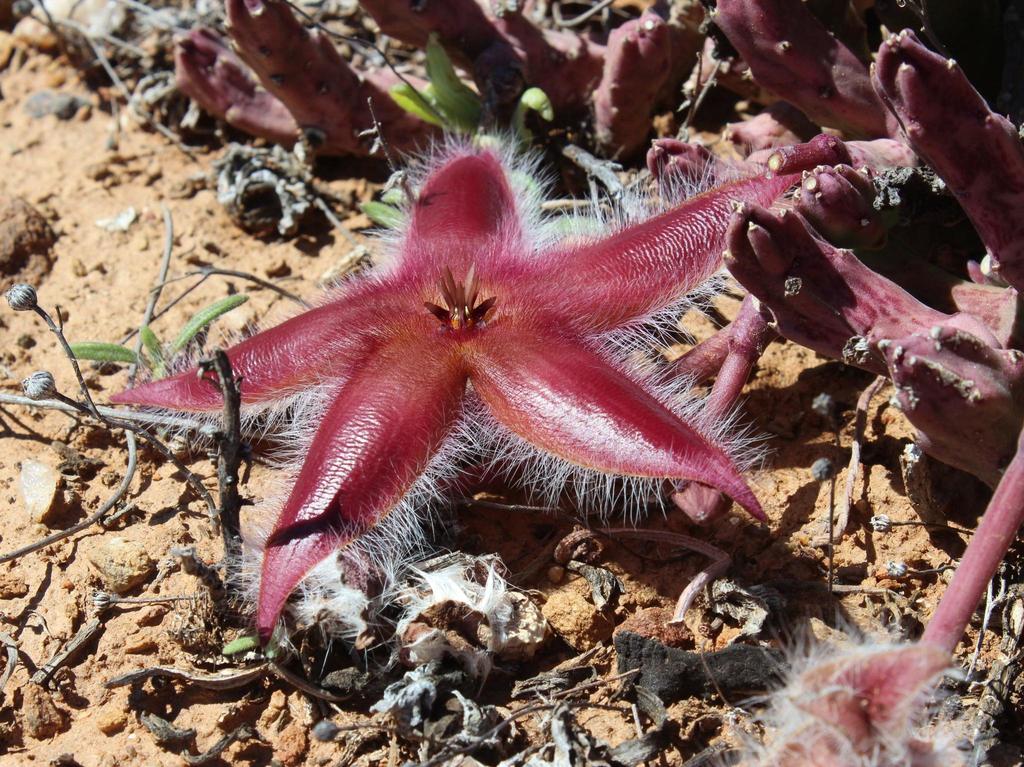 6" Stapelia Hirsuta plant photo