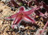 6" Stapelia Hirsuta plant photo