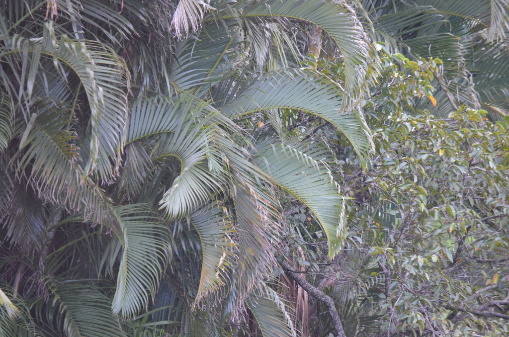 14" Palm Areca plant photo