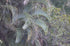 14" Palm Areca plant photo