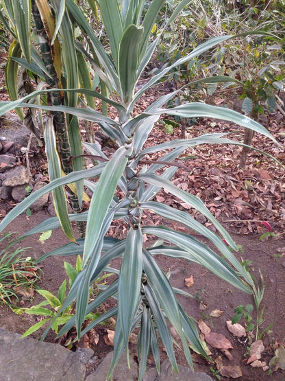 10" Dracaena Cintho Cane plant photo