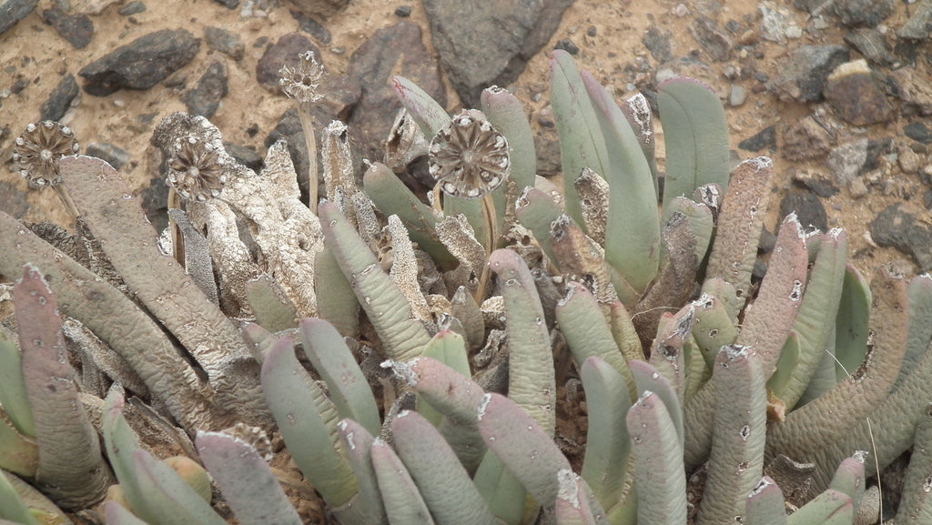 4" Cheiridopsis Denticulata plant photo