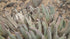 4" Cheiridopsis Denticulata plant photo