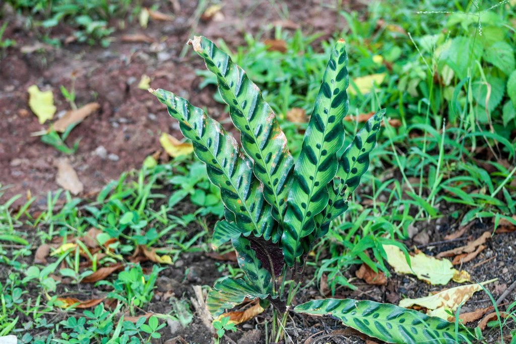 4" Calathea Pilosa plant photo