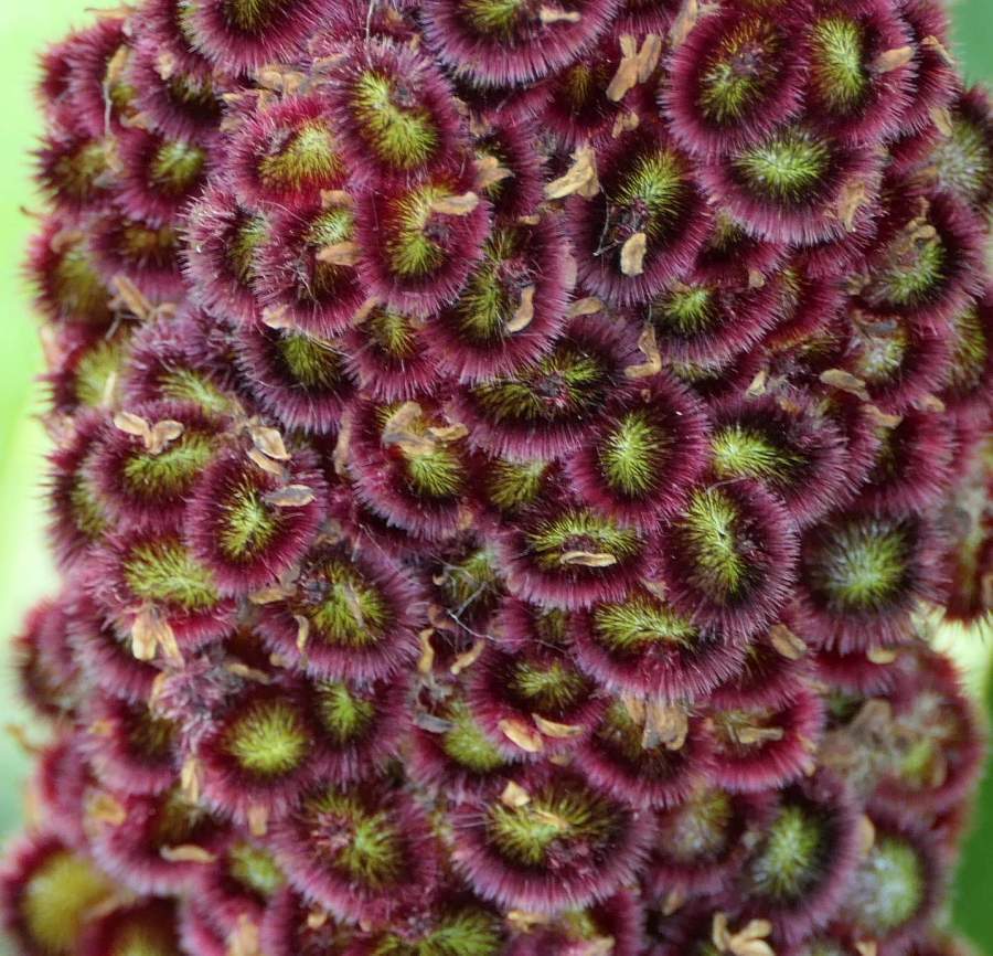 Native Staghorn Sumac 